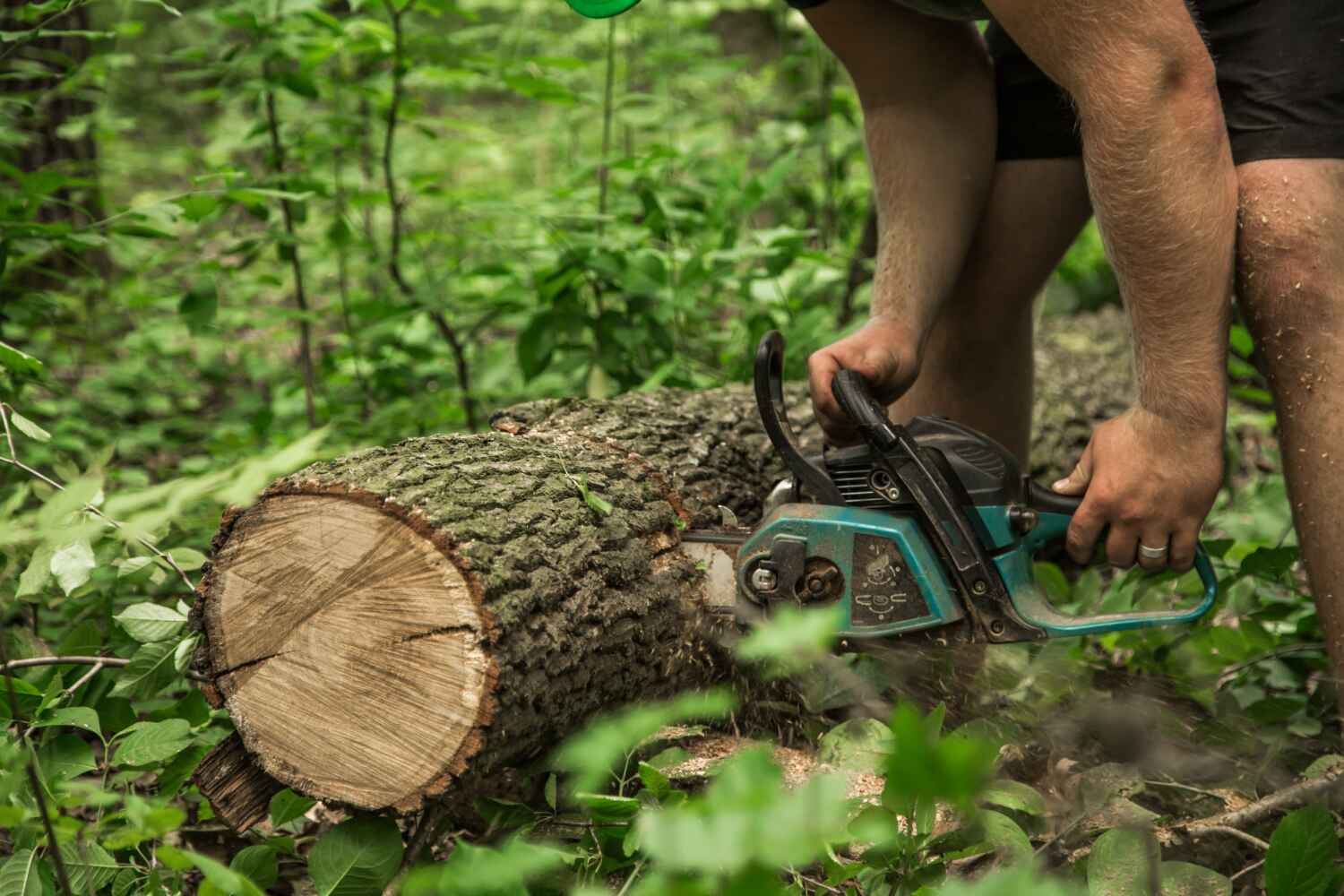 Large Tree Removal in North Chicago, IL